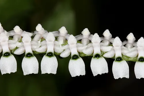 Listrostachys pertusa