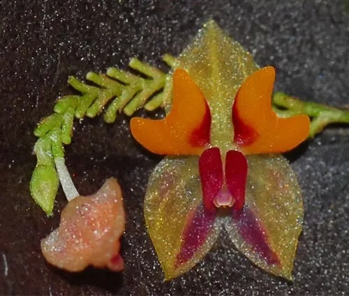 Lepanthes uxoria