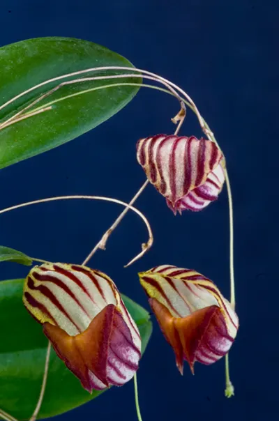 Lepanthes caprimulgus