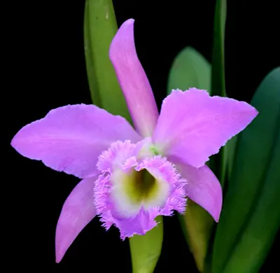 Brassocattleya Duh's White 'Pink Pig'