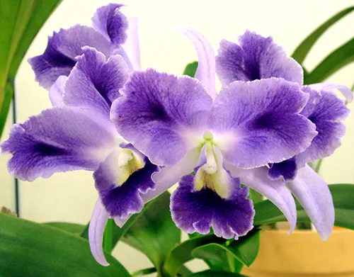 Laeliocattleya Mary Elizabeth Bohn 'Akiyama'