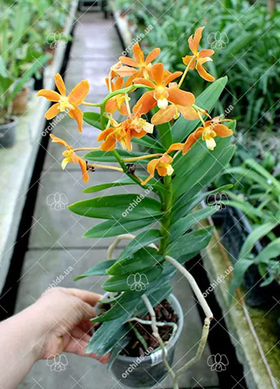 Christensonia vietnamica x Renanthera philippinensis