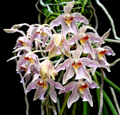 Paraphalaenopsis laycockii