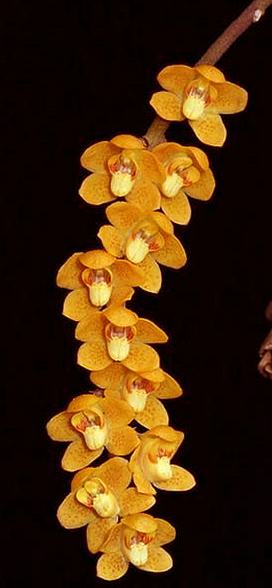 Chiloschista pusilla Orange