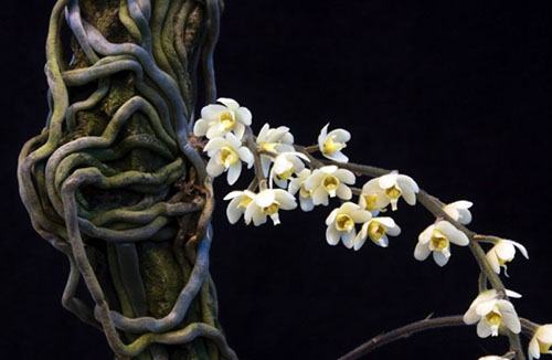 Chiloschista exuperei
