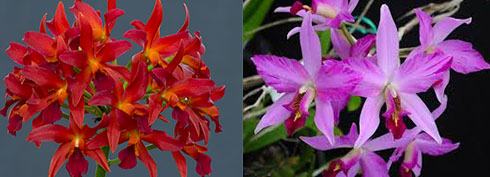Cattleya Duckitt Ruby No 5 x Laelia anceps lineata