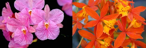 Broughtonia sanguinea x Epidendrum radicans
