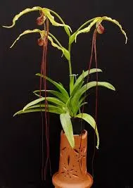 Phragmipedium humboldtii