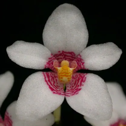 Sarcochilus hartmannii x Fitzhart