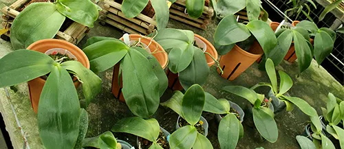 Phalaenopsis Mok Choi Yew '1723'