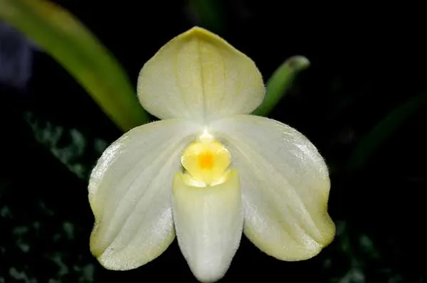 Paphiopedilum concolor var album