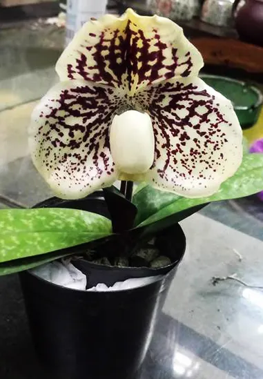 Paphiopedilum leucochilum Yilung