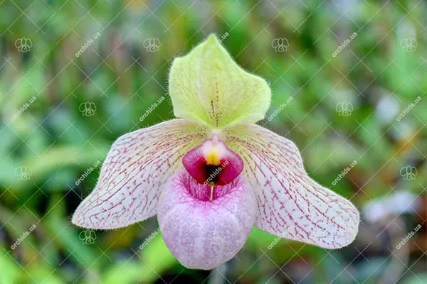 Paphiopedilum Lynleigh Koopowitz