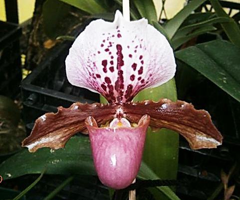 Paphiopedilum moquettianum x henryanum