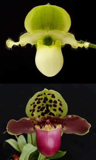 Paphiopedilum primulinum x henryanum