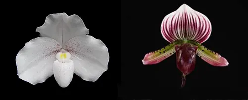 Paphiopedilum niveum x Shin-Yi Heart