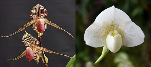 Paphiopedilum rothschildianum x Knight's Niveum