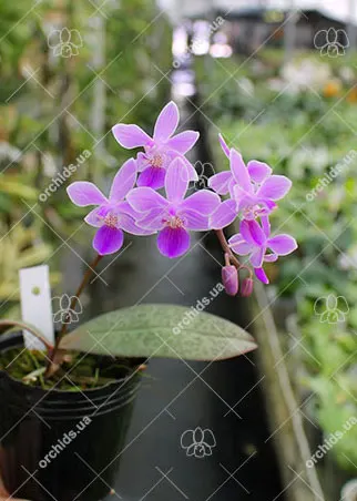 Phalaenopsis Venus