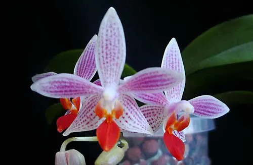 Phalaenopsis maculata x equestris