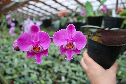 Phalaenopsis schilleriana F535 'Dark Pink Dream'