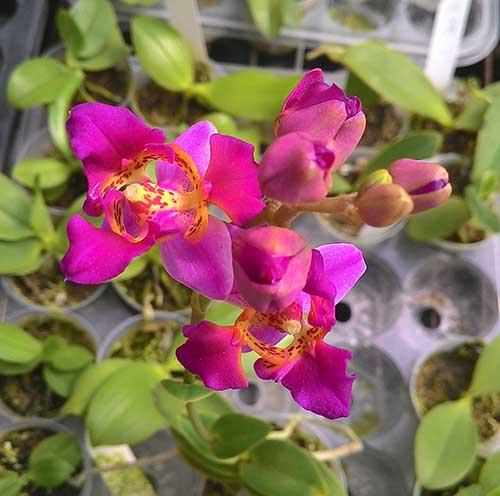 Phalaenopsis equestris var leacopsis 'Anne' JC/AOS