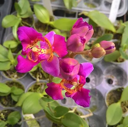 Phalaenopsis equestris var leacopsis 'Anne' JC/AOS