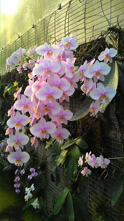 Phalaenopsis Philishill (schilleriana x phillipenesis)