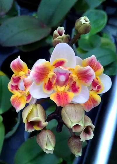 Phalaenopsis Be Glad peloric