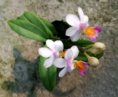 Phalaenopsis Anna-Larati Soekardi 'Little Ear'