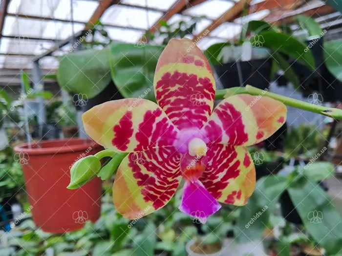 Phalaenopsis Joy Spring Tina 'Anaconda' (Natasha x Hsu Li-Shian)