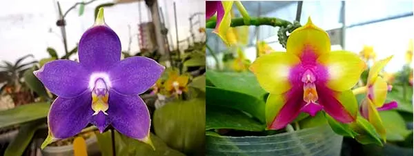 Phalaenopsis violacea indigo x LD Double Dragon 'Mituo #1'