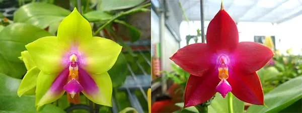Phalaenopsis (Yin's Bellina Kaiulani x Ld's Bear Queen ) x Dragon Tree Eagle 'Red Eagle'