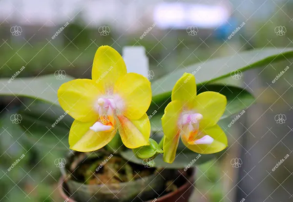 Phalaenopsis (Mituo Golden x Sogo Nihou) x Mituo Prince