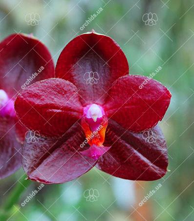 Phalaenopsis Mituo Sun King 'S-R-Spots'