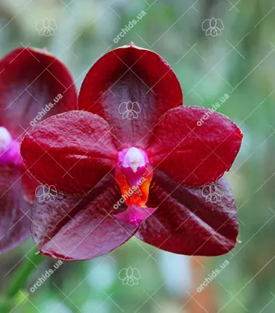 Phalaenopsis Mituo Sun King 'S-R-Spots'