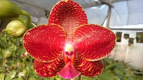 Phalaenopsis (Mituo Sun x Mituo Venosa ) 'Mituo #1'