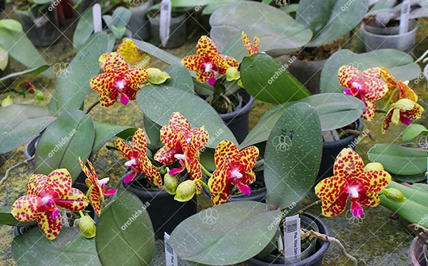 Phalaenopsis Mituo Diamond 'Big Spots'