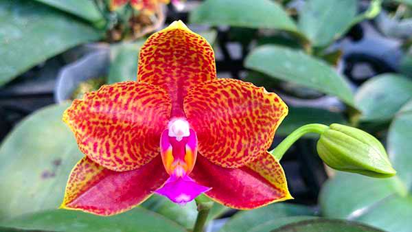 Phalaenopsis (Sogo Pride x Diamond Beauty) x Ld's Bear Queen