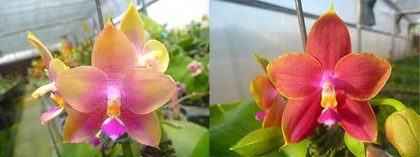 Phalaenopsis Mituo Prince 'Y' x Mituo King Bellina 'R'