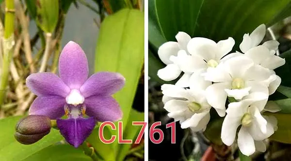 Rhynchonopsis Chienlung Purple Fox