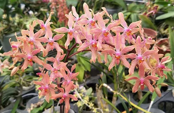 Renanthopsis Chienlung Little Beauty