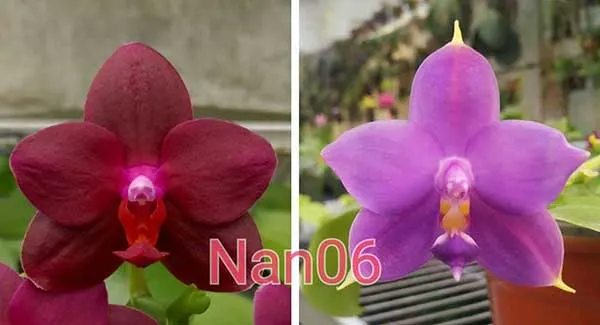 Phalaenopsis Chienlung Puple Rose