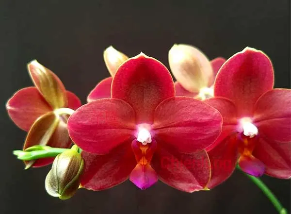 Phalaenopsis Chienlung Red Parrot