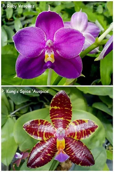 Phalaenopsis Ruby Vasquez x Kung's Spice 'Auspice'