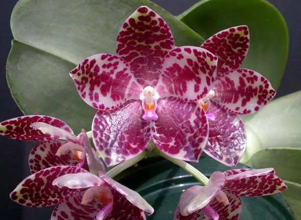 Phalaenopsis gigantea 'Meir #1' HCC/AOS