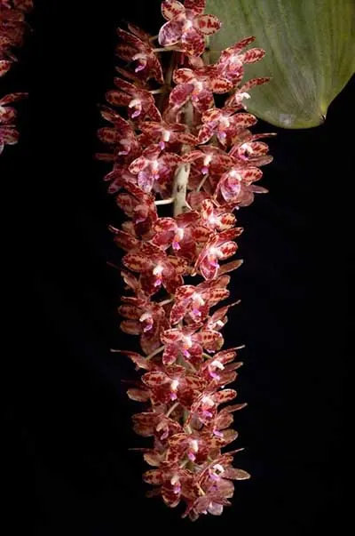 Phalaenopsis gigantea 'Meir #1' HCC/AOS