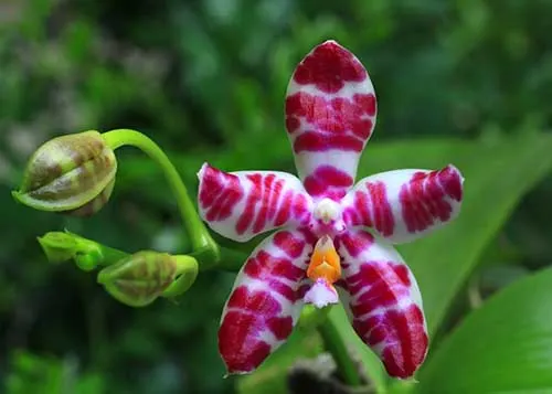 Phalaenopsis Eddy Phantom (Ruby Vasquez x Chang Yi Halo)