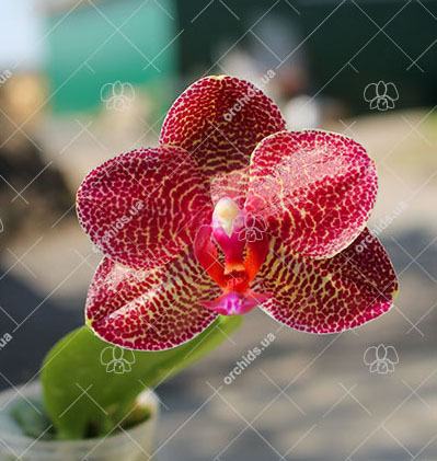 Phalaenopsis Mituo Sun