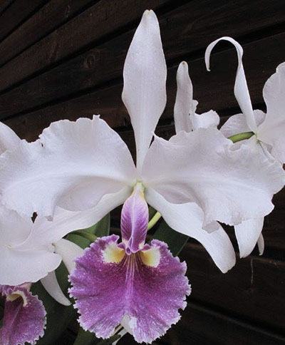 Cattleya warscewiczii var coerulea 'Hsinying'