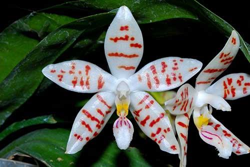 Phalaenopsis zebrina 'Palawan'